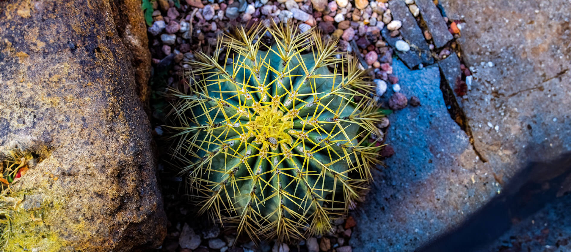 Prickly cactus growing from a crack in a rock. You may be tired of dealing with chronic pain alone. However, with a skilled online life coach you can begin to cope. Learn how coaching for chronic pain in Florida, Texas, statewide, and internationally may help.