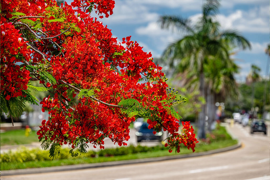 A Royal Poinciana blooms over Bayshore Boulevard, Tampa, FL