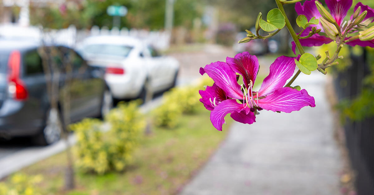 Paved sidewalk path with blooming pink flowers for outdoor walk and talk therapy in Merritt Island, FL